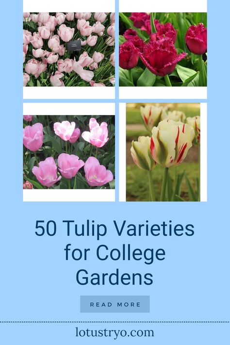 Discover 50 beautiful tulip varieties that are perfect for your college garden! From lively China Pink Tulips to the unique Fringed Tulips, you'll find options to brighten your outdoor space. Single Late Tulips offer long-lasting blooms, while the striking Viridiflora Tulips add a touch of elegance. Whether you are an experienced gardener or a beginner, these tulips are sure to impress Fringed Tulips, Tulip Varieties, Angelique Tulip, College Garden, Types Of Tulips, Parrot Tulips, Green Wave, Late Winter, Burgundy Lace