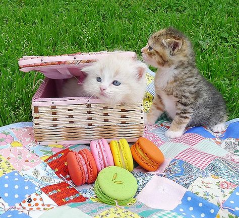 Kittens on a picnic (2 of 3) | Flickr - Photo Sharing! Cat Picnic, Cat Couple, Kittens Funny, A Picnic, Cute Cats And Dogs, Kitty Cats, Funny Animal Pictures, Funny Animal, Great Pictures