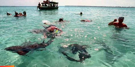 Snorkel at Hol Chan [Belize] with the sharks and sting rays! SOON SOON SOON!!!! GIGGEDY! Yolo List, Belize Ambergris Caye, Shark Ray, Sting Rays, Placencia Belize, Ambergris Caye Belize, Easy Bar, Resort Restaurant, Gourmet Restaurant