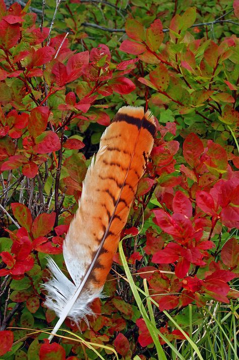 Randy Beacham photographer | Red-tailed hawk feather and mountain huckleberry bush in fall. Purcell Mountains, Montana Hawk Feather Tattoo, Huckleberry Bush, Red Tail Hawk Feathers, Feather Identification, Hawk Feather, Mountains Montana, Hawk Feathers, Hawk Tattoo, Feather Drawing