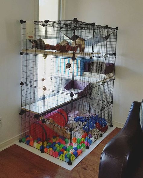 Ferret Diy, Rattus Rattus, Ferret Toys, Ferrets Care, Funny Ferrets, Ferret Cage, Rat Toys, Rat Cage, Pet Ferret