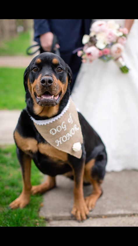 Rottweiler Wedding, Rottweiler Love Quotes, Rottweiler Stuffed Animal, Dog Wedding Attire, Rottweiler With Tail, Rottweiler Sleeping, Photos With Dog, Dog Flower, Dog Wedding