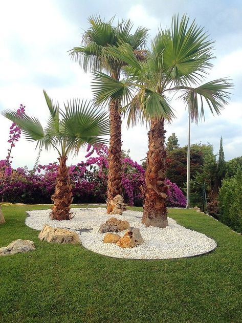 Palm Tree Landscape, Palm Trees Landscaping, Backyard Garden Diy, Ferns Garden, Front Garden Landscape, Pool Landscape Design, Front Landscaping, Garden Design Plans, Rock Garden Landscaping