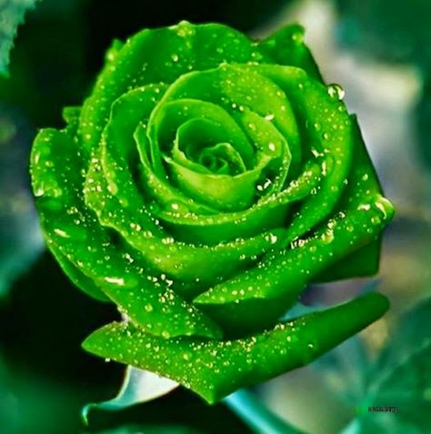 Quando eu tiver uma resposta! !!? Rose Belle, Rose Seeds, Rainbow Roses, Hybrid Tea Roses, Unusual Flowers, Most Beautiful Flowers, Rare Flowers, Beautiful Rose Flowers, Water Droplets