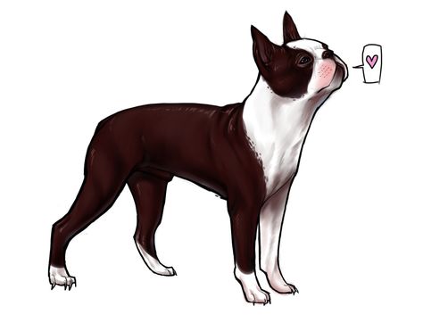 Bigger Tattoos, Boston Terrier Drawing, Terrier Drawing, Boston Terrier Tattoo, Traditional Drawings, Boston Terrier Love, Really Sorry, Boston Terriers, Baby Dogs