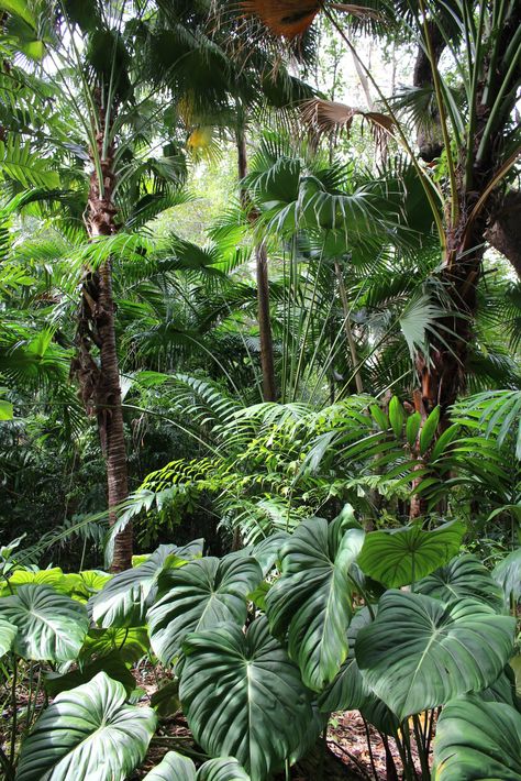 Lush Tropical Landscape, Japanese Jungle, Diy Garden Decorations, Vintage Decorating Ideas, Tropical Vegetation, Tropical Backyard Landscaping, Dream Garden Backyards, Garden River, Front Lawn Landscaping