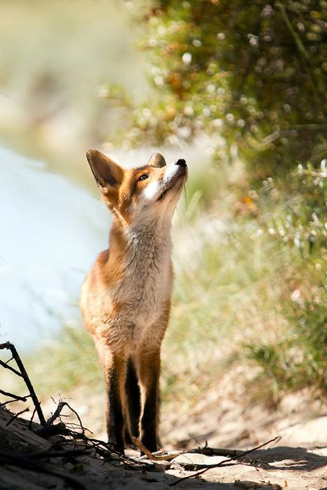 Curious young fox … by Alex Verweij Fuchs Baby, Young Fox, Fantastic Fox, Wild Dogs, Appaloosa, Cute Fox, Quarter Horse, Woodland Creatures, Red Fox