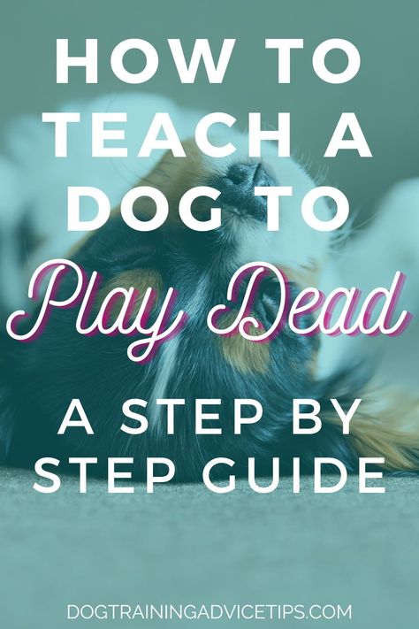 Easy Tricks To Teach Your Dog, Dog Tricks Easy, Teach Dog Tricks, Dogs Diy Projects, Dog Behavior Training, Dog Tricks, Better Relationship, Basic Dog Training, Dog Training Advice