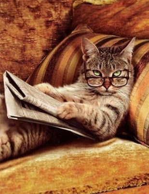 Funny Cat Picture Wallpapers Cool - HD Wallpapers , Picture ,Background ,Photos ,Image - Free HQ Wallpaper - HD Wallpaper PC Cat With Glasses, Koci Humor, 골든 리트리버, Cat Reading, Funny Cat Pictures, صور مضحكة, Cats Meow, Cute Kittens, Pretty Cats