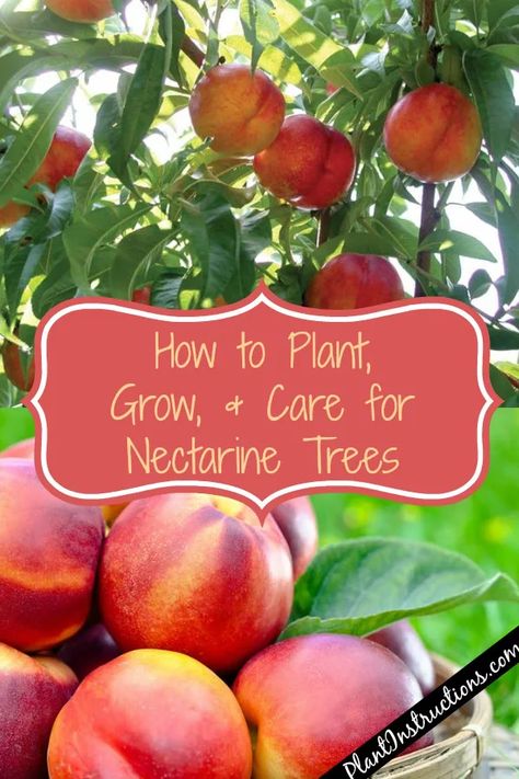 Fuzzy Peaches, Nectarine Tree, Nectarine Fruit, Fruit Growing, Berry Patch, Gum Trees, Growing Garden, Gardening Guide, Growing Fruit Trees