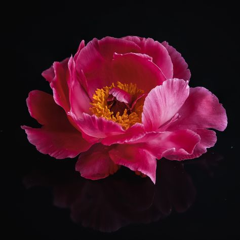 Moody Dark Pink Floral Photography -digital art print download Dark Peony, Moody Florals, Back Background, Plant Fungus, Background Beautiful, Floral Photography, White Peonies, Pink Peony, Pink Peonies