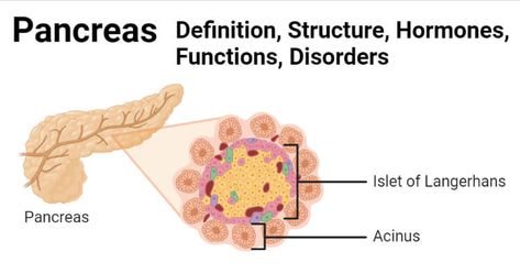 What is Pancreas? Definition of Pancreas The pancreas is a complex organ consisting of both exocrine and endocrine areas where the endocrine part is composed of discrete islets of Langerhans that secrete numerous hormones. The studies related to the Islets of Langerhans have increased over the years due to the involvement of the cells in ... Read more The post Pancreas- Definition, Structure, Hormones, Functions, Disorders appeared first on Microbe Notes. Endocrine Glands Drawing, Pancreas Art, Beta Cells Pancreas, Pancreas Diagram, Healing The Pancreas, Glucose Levels, Study Related, Blood Glucose Levels, Growth Hormone