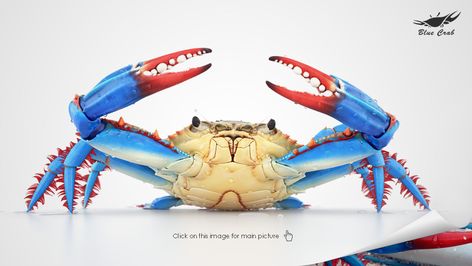 Crab Images, Coastal Images, Blue Crabs Art, Maryland Blue Crab, Blue Crabs, Crab Art, Underwater Creatures, Blue Crab, Salt Life