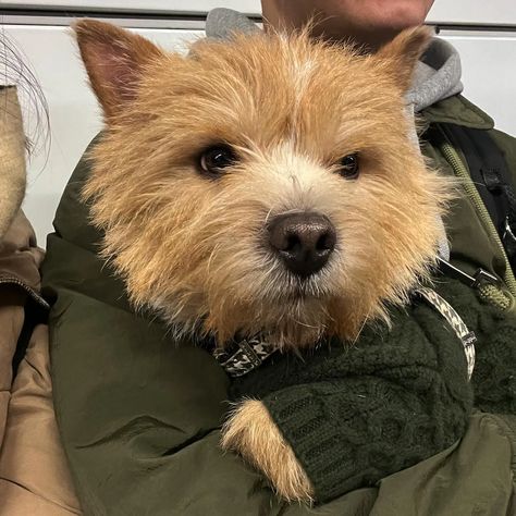 Saatchi (@saatchi_norwich) • Instagram-Fotos und -Videos Spock Haircut, Otto Dix, Norfolk Terrier, Cairn Terriers, Norwich Terrier, Norwich Norfolk, Domestic Animals, Cairn Terrier, Dog Names