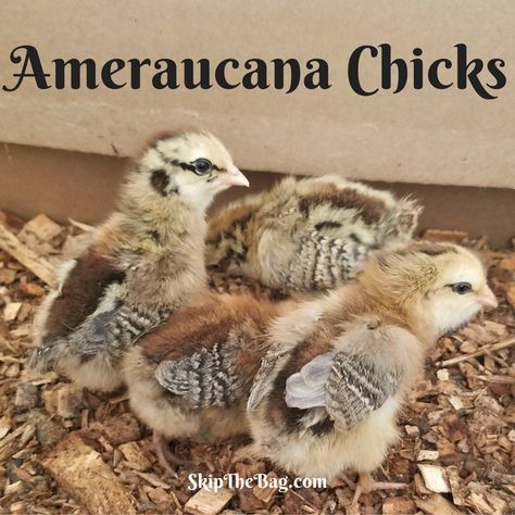 Ameraucana Chickens Americana Chickens Hens, Americana Chickens Eggs, Ameraucana Chicken Eggs, Americauna Chickens, Americana Chickens, Funky Chickens, Araucana Chickens, Ameraucana Chicken, Chicken Raising