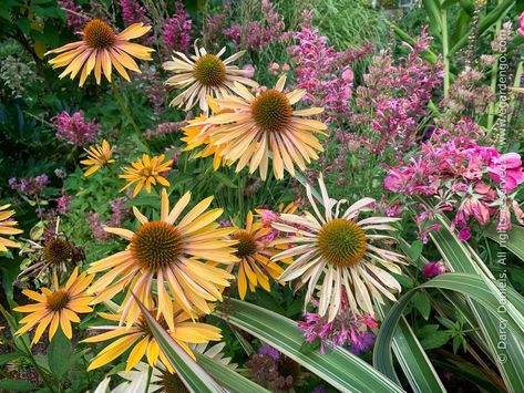 Echinacea 'Big Kahuna' Adding Curb Appeal, Portland Garden, Big Kahuna, Alpine Garden, Sun Loving Plants, Planting Plan, Bee Garden, Rock Garden Landscaping, How To Attract Hummingbirds