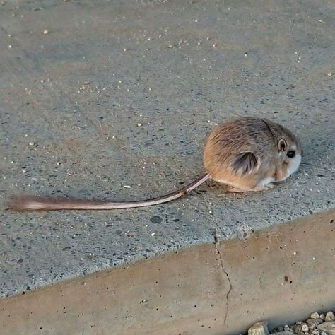 Rat Picture, Rat Ideas, Rat Cute, Rat Funny, Kangaroo Rat, Australia Animals, Humor Videos, Australian Wildlife, Unusual Animals