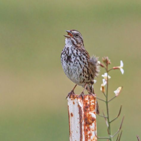 Sparrow: Meaning in the Bible - Bible Wings Meant To Be, Bible