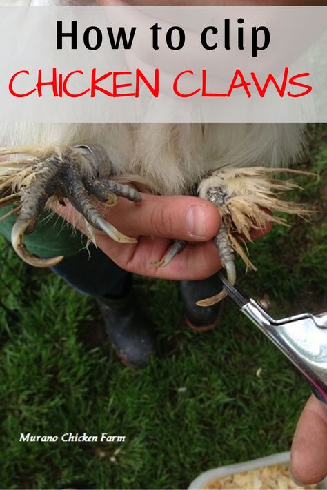 How and when to cut a chicken's claws. You may need to clip your chicken's toenails after winter or being broody. It's very easy to do and is similar to clipping a dog or cats nails. Here's how to do it safely. #chickens Trimming Chicken Nails, Chicken Homesteading, Cats Nails, Chicken Coop Blueprints, Chickens In The Winter, Chicken Care, Egg Laying Chickens, Chicken Pictures, Chicken Keeping