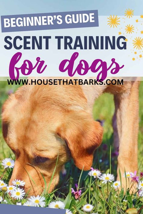 Looking to start scent training with your dog? Check out this beginner's guide to scent training for dogs. Even if you're just starting or looking to improve your pup's skills, this guide has you covered. #dogtraining, #scenttraining, #dogscenttraining, #dogscent Diy Training Treats Dogs, Scent Detection Training, Dog Training Tips New Puppy, Scent Training For Dogs, Dog Scent Training, How To Start Training Your Puppy, Dog Losing Hair, Esa Dog Training, Frozen Dog Treats