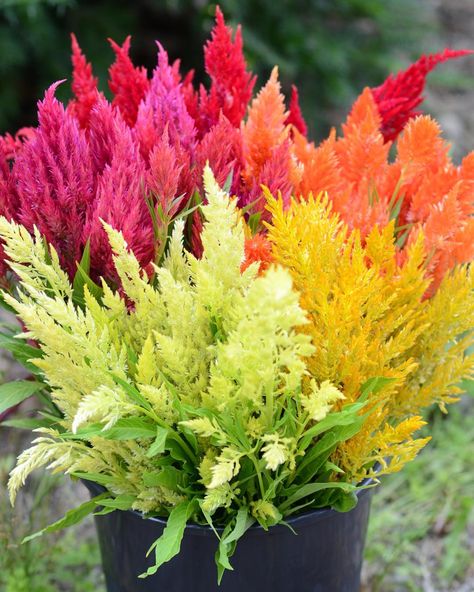 Plume celosia in a rainbow of colors! It's our first time growing so many colors and one is more beautiful than the next. I know this bucket will bring big smiles when the florist who ordered it sees it! #bloomerygrown #celosia #summerflowers #colorful #localflowers #flowersofinstagram #instaflower Celosia Argentea, Big Smiles, Plant Spacing, Organic Matter, Flower Plant, Prince Of Wales, Types Of Plants, Summer Flowers, Garden Seeds