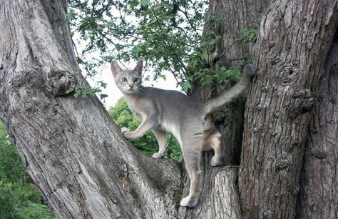 Abyssinian cat Ticked Tabby Cat, Siamese Cats Facts, Warrior Cats Books, Cat Anatomy, Funny Cat Wallpaper, Adventure Cat, Grey Kitten, Abyssinian Cat, Pet Blog