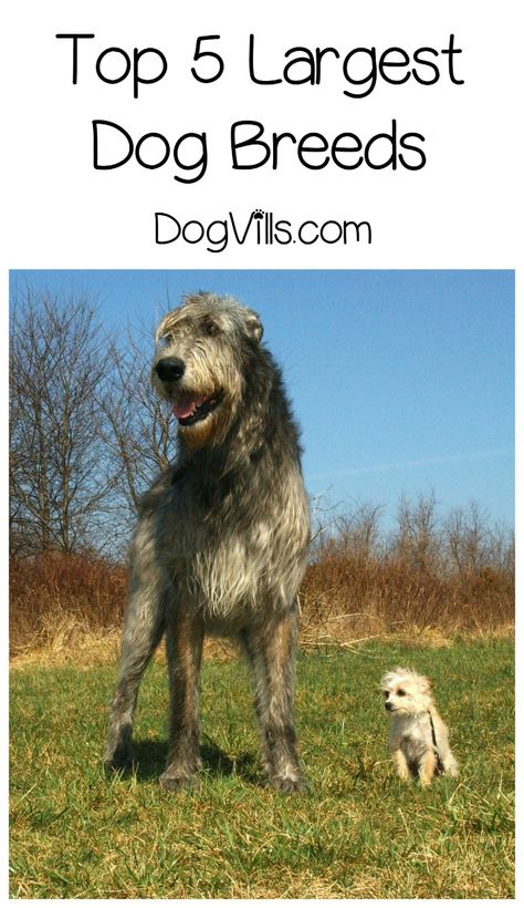 Top 5 Largest Dog Breeds Dog Breeds That Dont Shed, Family Dogs Breeds, Top Dog Breeds, Giant Dog Breeds, Largest Dog, Big Dog Breeds, Dog Best Friend, Dog List, Giant Dogs