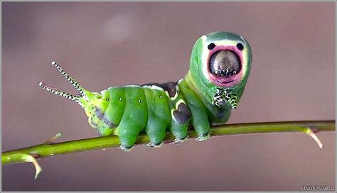 CATERPILLAR OF THE PUSS MOTH. | Photo.net Moth Photo, Caterpillar Insect, Cool Insects, Moth Caterpillar, Cool Bugs, A Bug's Life, Beautiful Bugs, Arthropods, Arachnids