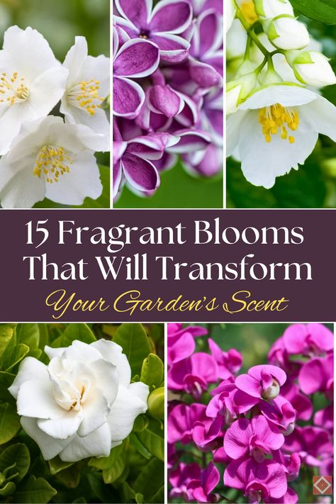 🌸 If you love the idea of a beautifully scented garden, these 15 fragrant flowers will do the trick! From sweet-smelling peonies to aromatic lilies, these blooms will transform your garden into a scented paradise. Perfect for gardeners looking to enhance both the look and smell of their outdoor space. #Gardening #FragrantFlowers #GardenInspiration Best Smelling Flowers, Flowers To Make, Smelling Flowers, Growing Vines, Fragrant Garden, Sense Of Smell, Fragrant Plant, Thriving Garden, Indoor Plant Care