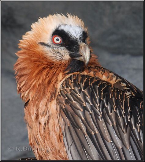 Vulture Character Design, Red Bearded Vulture, Bearded Vulture, Weird Birds, Red Beard, Wild Creatures, Pretty Animals, Prehistoric Creatures, Creature Feature