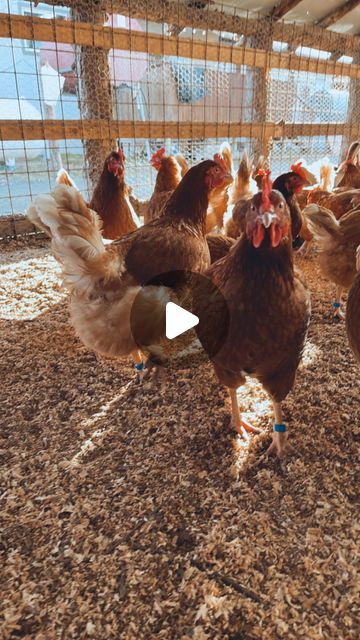 Willow Alaska, 200k Views, Farm Show, Chickens And Roosters, Chicken Diy, Be The Boss, Raising Chickens, Off The Grid, Chicken Coop