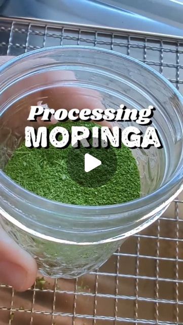 Vanessa Minton on Instagram: "How I process my Moringa Tree for medicinal use! 
.
I had a few questions about Moringa on my last post. So here's more info 👇
Moringa is hardy to zones 9-10. 
So in certain areas it is grown as an annual. If you are growing it as an annual you can start seeds now and keep them inside up potting to about one gallon by the spring under some grow lights. 
Then in early spring transplant out and it will get as tall as mine by late summer! 
Moringa Trees can withstand up to 118°F temps with some afternoon shade but don't handle super long hard frosts. 
.
Moringa is a super food that can be eaten fresh right off the tree but I like to have it powdered to add to a daily smoothie. 
#moringa #moringapowder #herbgarden #medicinalherbs #Texasgarden" Moringa Smoothie, Daily Smoothie, Learning Herbs, Moringa Tree, Moringa Powder, Texas Gardening, Super Food, Last Post, Medicinal Herbs