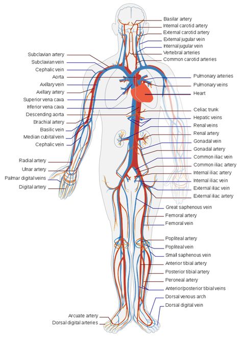 Human Circulatory System, Human Body Activities, Nursing School Essential, Medical School Life, Nursing School Motivation, Basic Anatomy And Physiology, Nurse Study Notes, Arteries And Veins, Nursing Student Tips