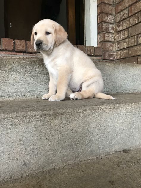 Labrador Retriever Puppies For Sale | Kenosha, WI Labrador Puppy Christmas, Golden Labrador Puppy, Cute Labrador Puppies, Labrador Puppies For Sale, Christmas Puppies, Puppy Labrador, Cute Labrador, Labrador Retriever Puppy, Labrador Puppies