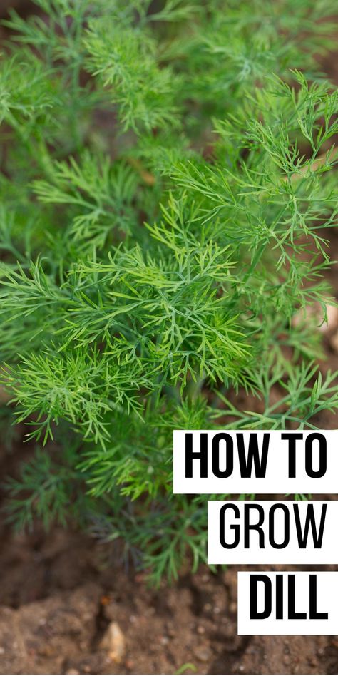 How to grow dill plant in soil. Growing Dill Indoors, Planting Dill, Growing Dill, Grow Dill, Dill Herb, How To Grow Dill, Herbs For Chickens, Freezing Herbs, Preserving Herbs