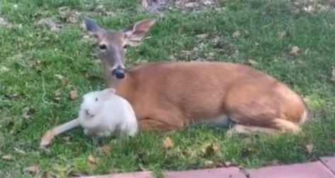 Disney In Real Life: Bunny And Deer Form Bond Straight Out Of A Movie. – InspireMore Deer And Bunny, Macoto Takahashi Art, Magic Bunny, Enchanted Forest Animals, Sleep Curls, Deer And Rabbit, Rabbit Names, Bambi And Thumper, Disney Film