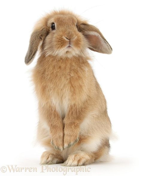 Sandy Lop rabbit standing up on haunches Rabbit Standing, Lop Rabbit, Beetle Tattoo, Brown Rabbit, Rabbit Pictures, Rabbit Photos, 동화 삽화, Cute Bunny Pictures, Rabbit Painting