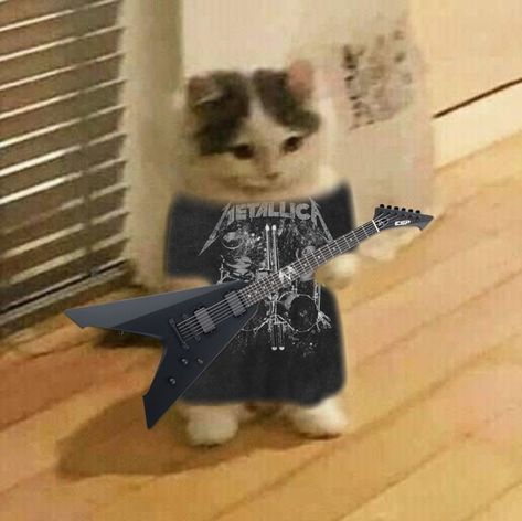 A Cat, Electric Guitar, Metallica, Guitar