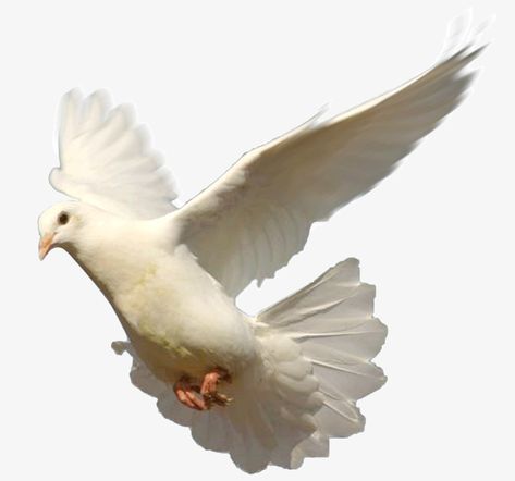 Kabutar Png, Eid Mubarak Png Text, Eid Mubarak Png, Flying Dove, Eid Background, Eid Mubarak Background, Dove Of Peace, Pictures Of Christ, Studio Background Images