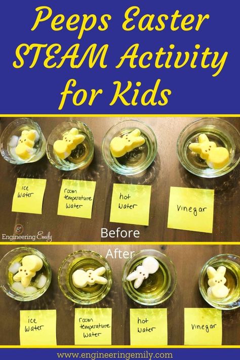 If the Easter Bunny brings your kids Peeps, but the kids discover they don’t like them (like my kids did), then try this easy experiment instead of throwing them away! We did two experiments in one: “sink or float?” and “will it dissolve?” My kids had so much fun using the Peeps in this fun experiment. #stemeducation #stemforkids #easter #easterstem #easterstemactivity #easterscienceexperiment #peeps #peepsscienceexperiments #easterbunny #scienceexperimentsforkids #candyscience #steam Easter Steam, Peeps Science Experiment, Easter Science Experiments, Easter Stem Activities, Easter Stem, Easter Science, Candy Science, Steam Activity, Sink Or Float