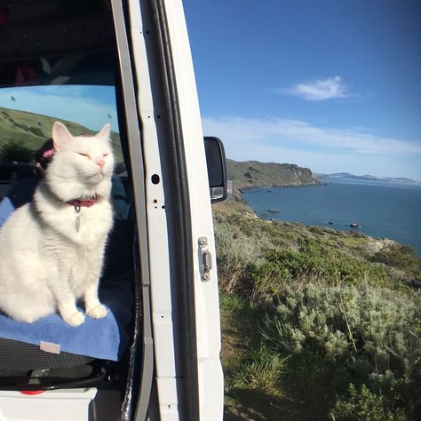 Travel With Cat, Van Life Cat, Van Aesthetic, Travel Cat, Bible Camp, Nature Living, Camping With Cats, Calico Cats, Adventure Cat