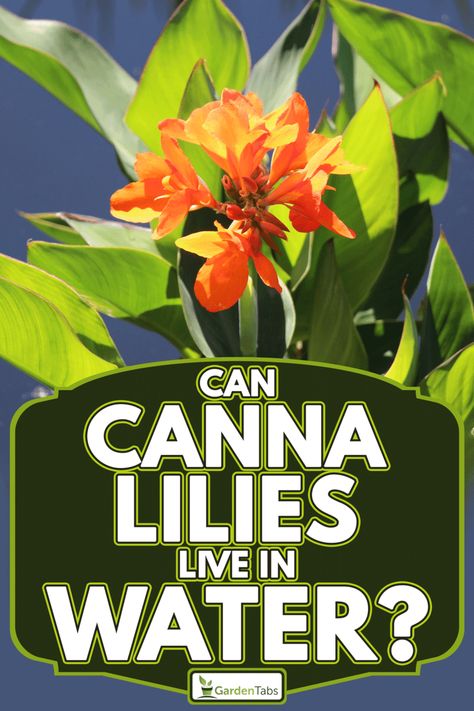 Cana Lily In Pots, Canna Lily Landscaping, Canna Lily Garden, Gaura Plant, Canna Lilly, Cana Lily, Lilly Garden, Canna Bulbs, Plant Troughs