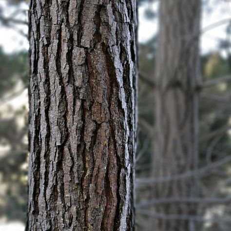 -/Pine_bark.- Batang Pohon Aesthetic, Tree Bark Texture, Yakushima, Free Live Wallpapers, Tree Textures, Blur Photo Background, Blur Background In Photoshop, Background Hd Wallpaper, Old Trees