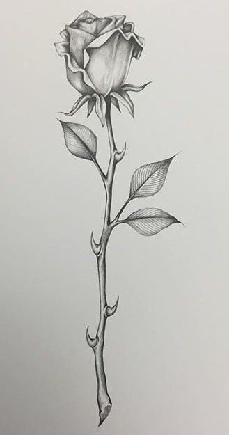 Rose Thorn Drawing, Flower With Thorns Tattoo, Long Stem Rose Drawing, Rose Stem Drawing, Rose With Thorns Drawing, Thorn Rose Tattoo, Rose Thorn Tattoo, Rose Bud Tattoo, Owl Painting Acrylic