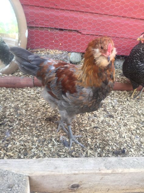 Olive Egger, Lavender Varieties, Easter Eggers, Blue Eggs, Grinding Teeth, Egg Laying, Pet Peeves, Coloring Eggs, The Basics