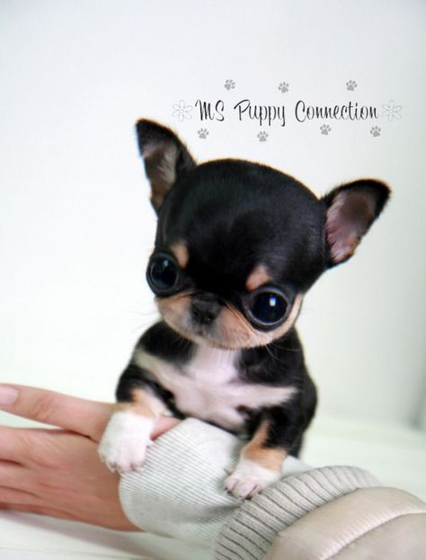 dan ganas de comerselo!!!!!!!!!!!!!!!!!!!!!!!!!! Pretty Puppies, Pomeranian Dogs, Baby Chihuahua, Tiny Puppies, Cute Chihuahua, Teacup Puppies, Airedale Terrier, Tiny Dogs, Chihuahua Puppies