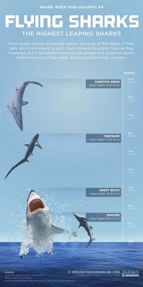 Shark Project, Different Types Of Sharks, Save The Sharks, World Oceans Day, Types Of Sharks, Shark Facts, Shark Bait, The Deep Blue Sea, Ocean Day