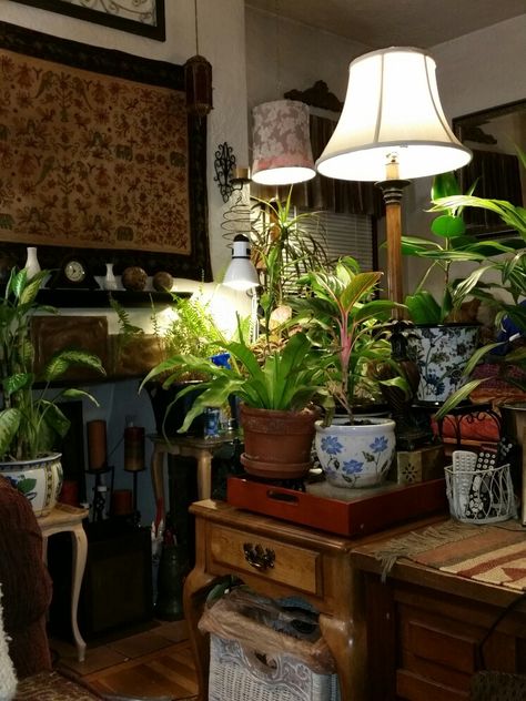 Plants And Lamps Living Rooms, Plant Lamp Indoor, Vintage Room With Plants, Low Lighting Aesthetic, Dark Room House Plants, Low Light Bedroom Ideas, Low Light Apartment, Plant Light Lamp, Plant Vintage Room