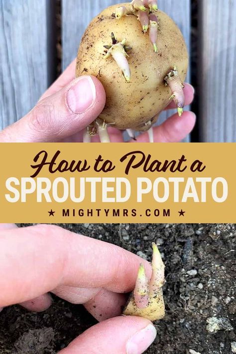 Everythig you need to know about how to plant an potato that has sprouted in your pantry to produce a multiple potato plants with many more potatoes! Easy step by step instructions with photos and tips for beginner gardeners. Don't throw away your rotten potato if they have fresh sprouts, you can plant them to regrow! The growing process is easy but you do not just plant the whole potato. You need to do a little prep work, I'll show you exactly what to do. Growing Potatoes From Sprouted Potatoes, How To Grow A Potato From A Potato, How To Plant Seed Potatoes, Potato Garden Bed, Planting Sprouted Potatoes, Potato Seeds Plants How To Grow, Potato Gardening Container, Growing Potatoes In Raised Beds, Growing Potatoes In Containers Diy