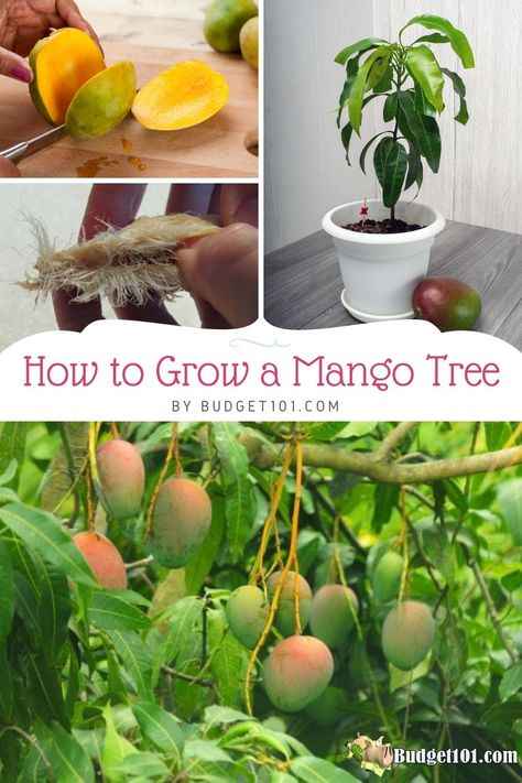 Mango From Seed, Mango Tree From Seed, Grow Mango, Salsa Mango, Hammock Area, Mango Frozen Yogurt, Mango Smoothie Recipes, Mango Salsa Recipes, Green Mango